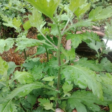 菊花苗，婺源皇菊苗，金丝皇菊花苗，贡菊苗，大黄菊花苗