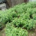 菊花苗，婺源皇菊苗，金丝皇菊花苗，贡菊苗，大黄菊花苗