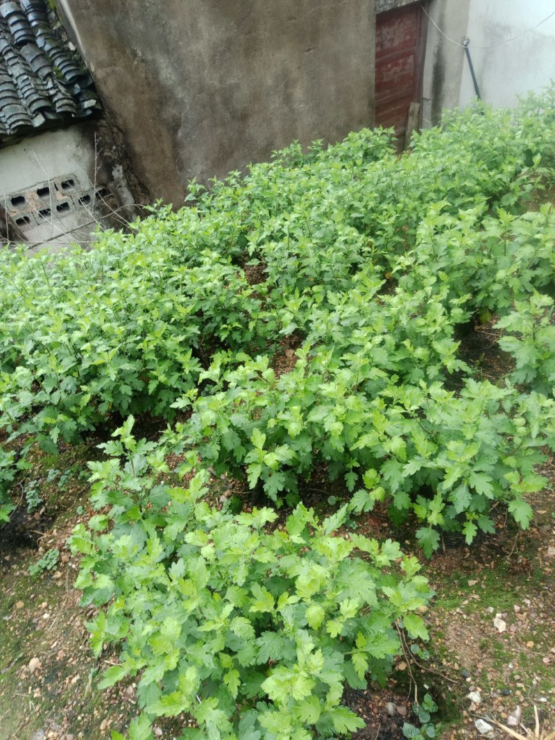 菊花苗，婺源皇菊苗，金丝皇菊花苗，贡菊苗，大黄菊花苗