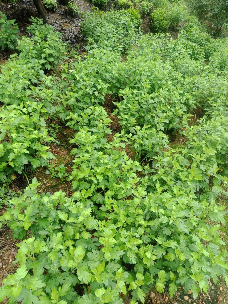 菊花苗，婺源皇菊苗，金丝皇菊花苗，贡菊苗，大黄菊花苗