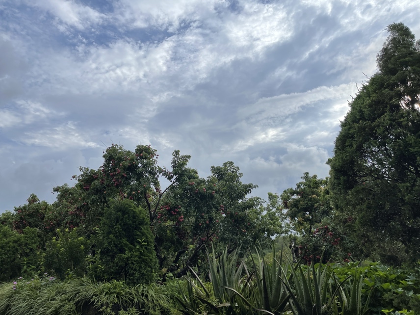 果园采摘场景