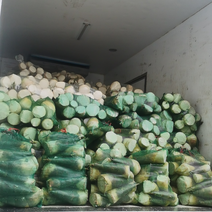 麻竹笋，新鲜现挖竹笋，每日供应10吨以上