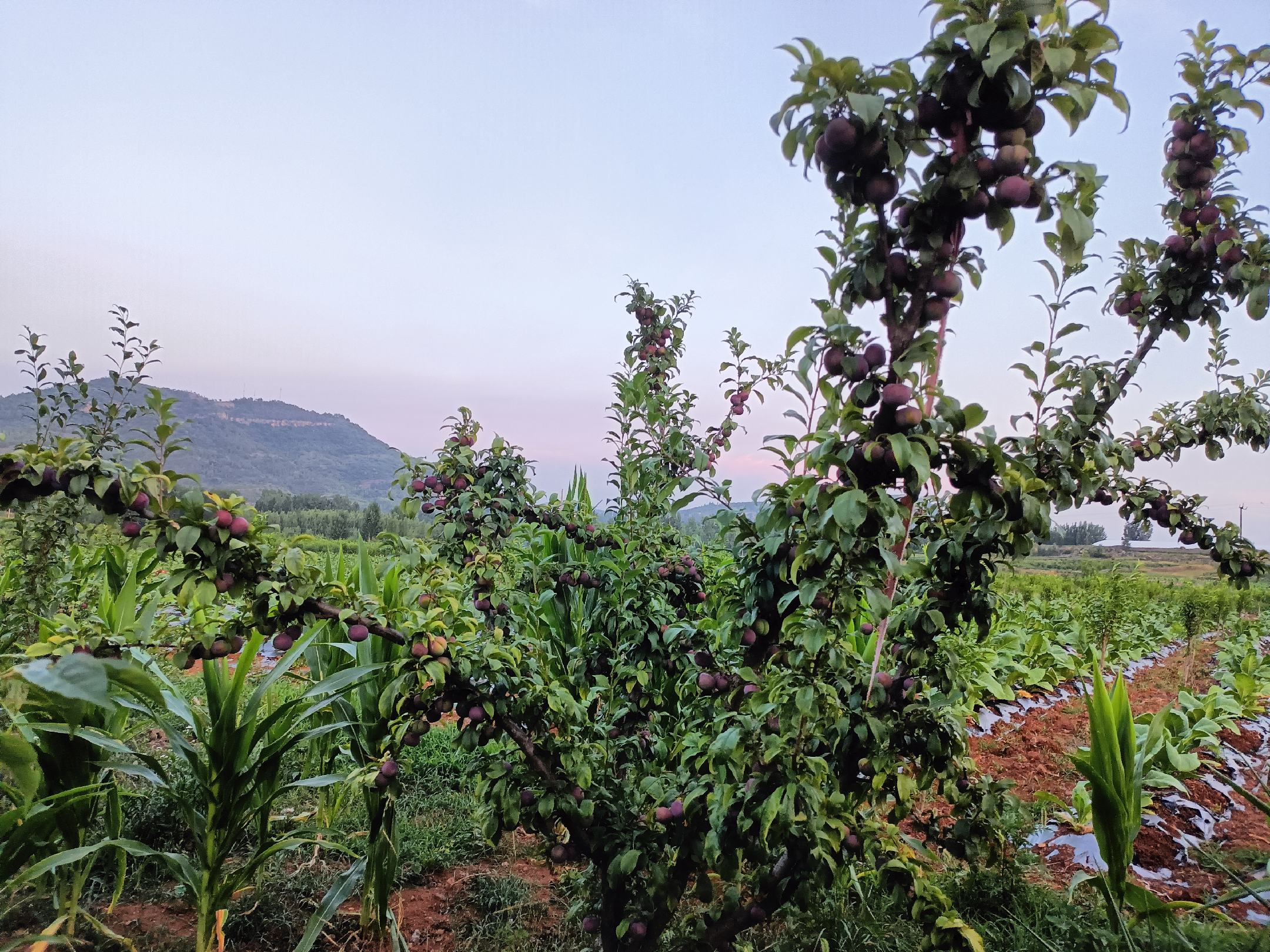 一片阳光充足的山坡果园中,成排的李子树挂满深紫色果实,果实在绿叶衬托下显得格外饱满诱人,部分果实已泛出成熟黑亮色泽,农民正在田间查看果况 牛李子果园全景图