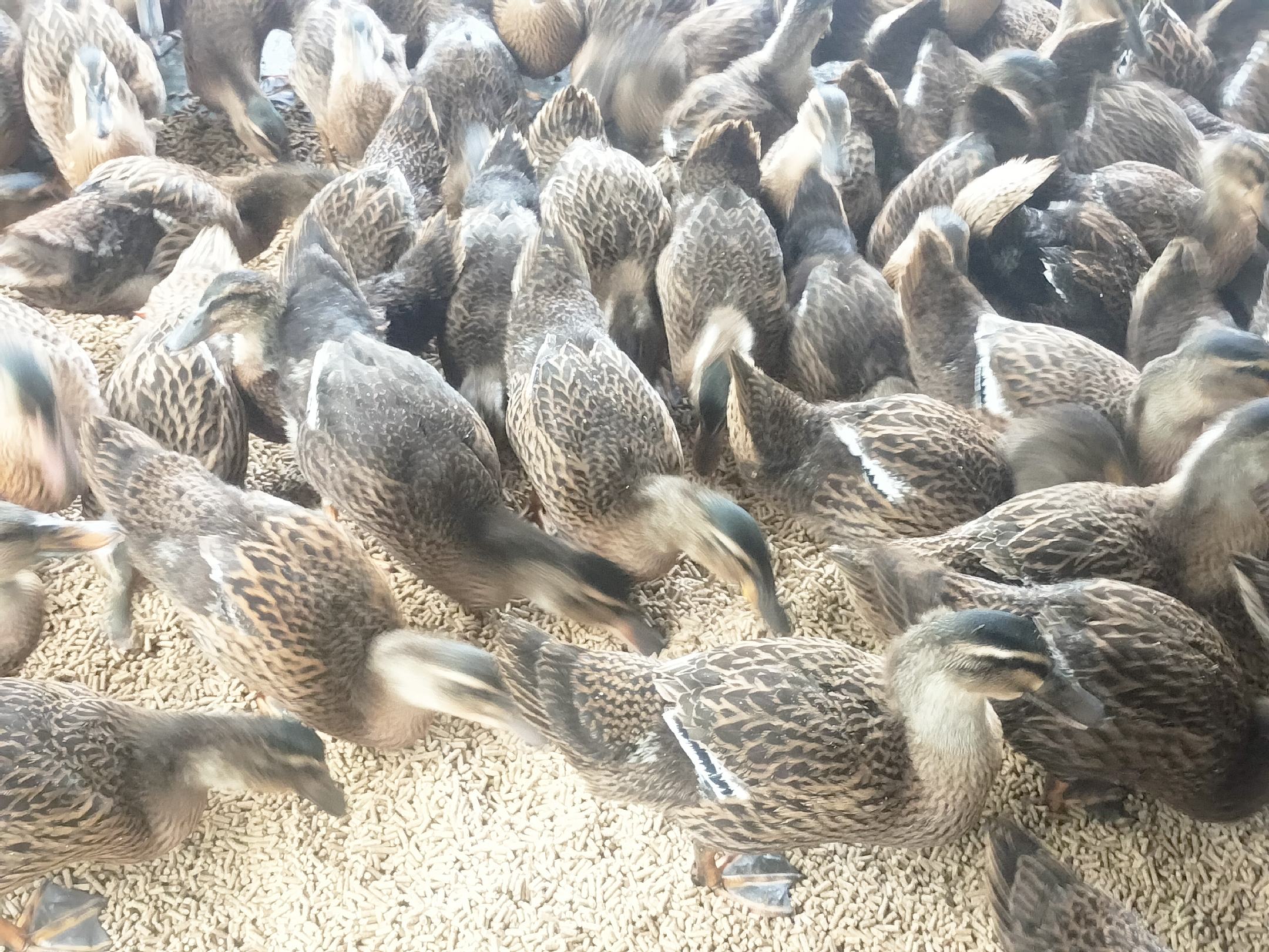 金丝熊与人类互动的场景