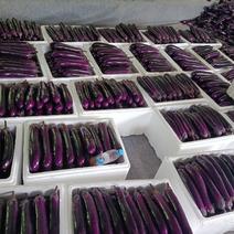 精品紫长茄大量供货。