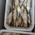白鱼马口桃花川丁