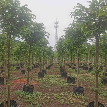 山扁豆树苗