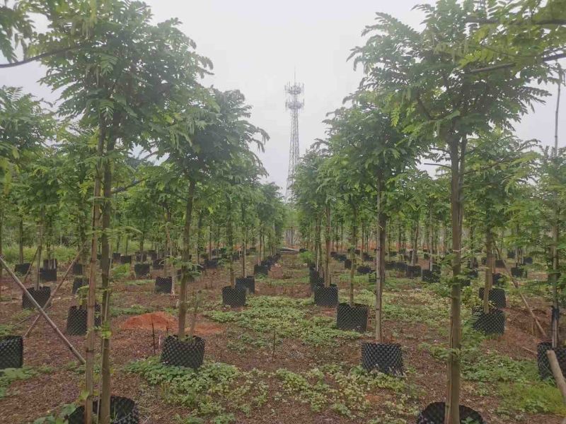 山扁豆树苗