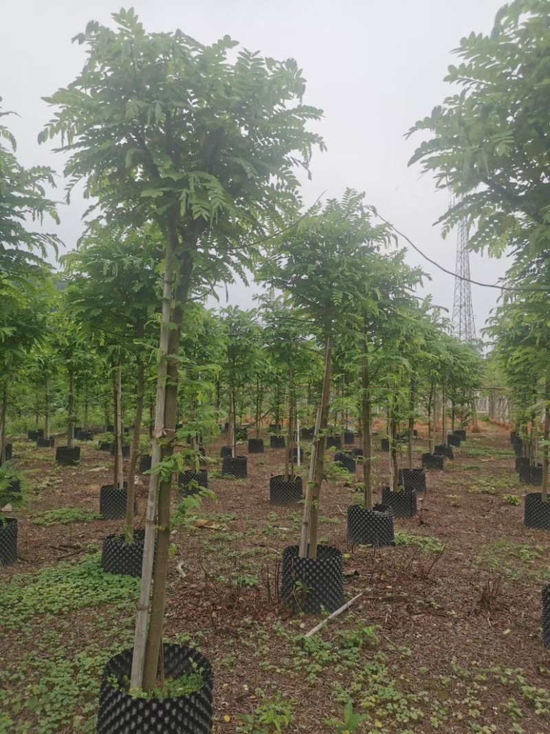 山扁豆树苗