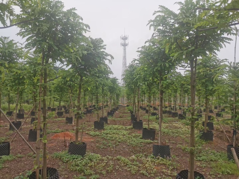 山扁豆树苗