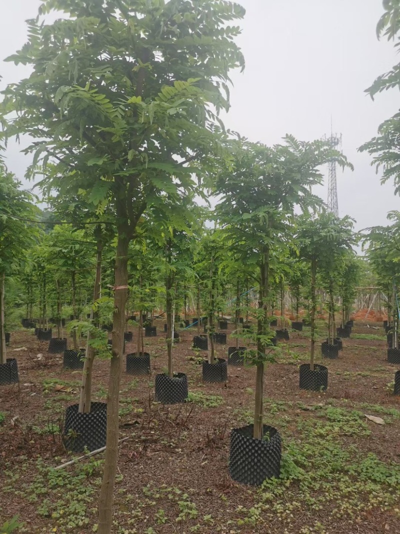 山扁豆树苗
