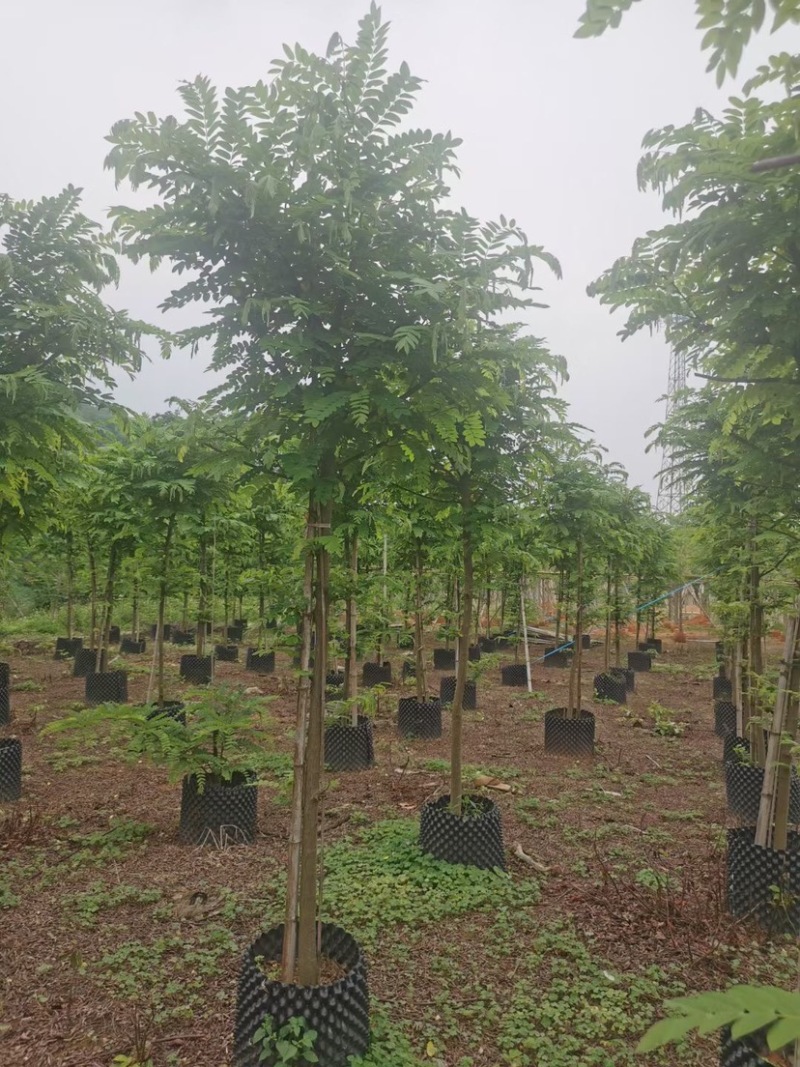 山扁豆树苗