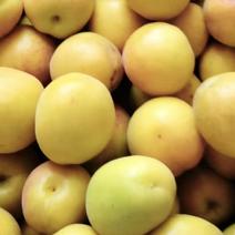 渭南合阳荷兰香蜜杏含糖量高耐储藏运输欢迎订购