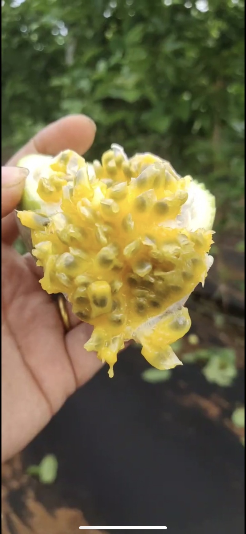 海南百香果钦蜜九号纯甜的包园大量代办批发市场档口社区团购