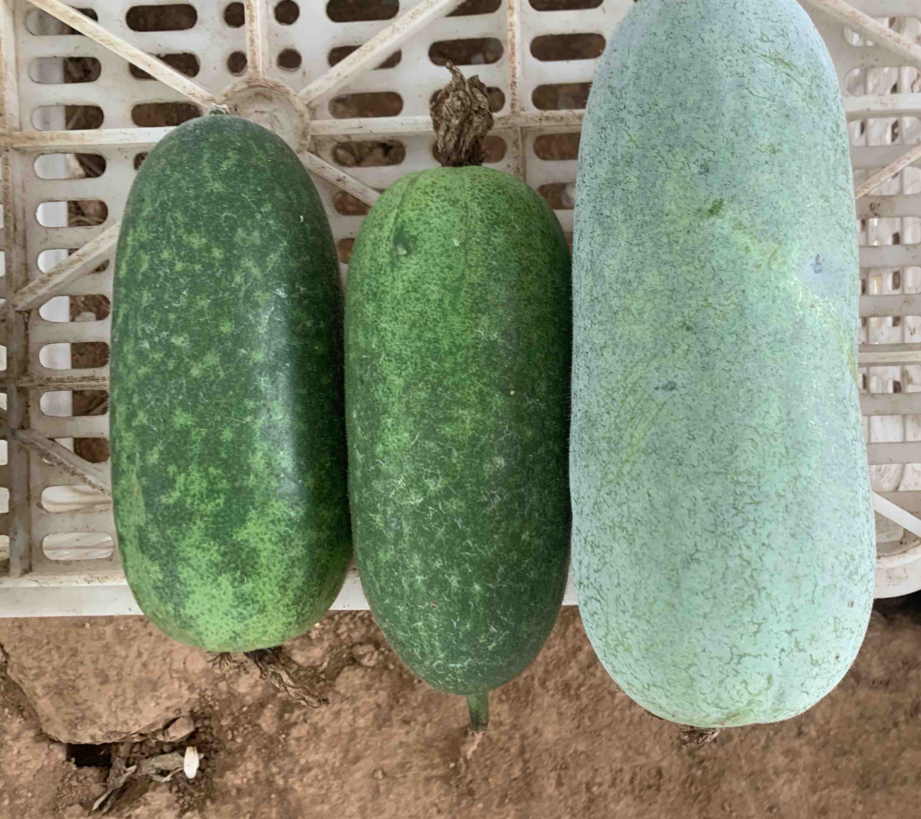 香芋味冬瓜料理图示