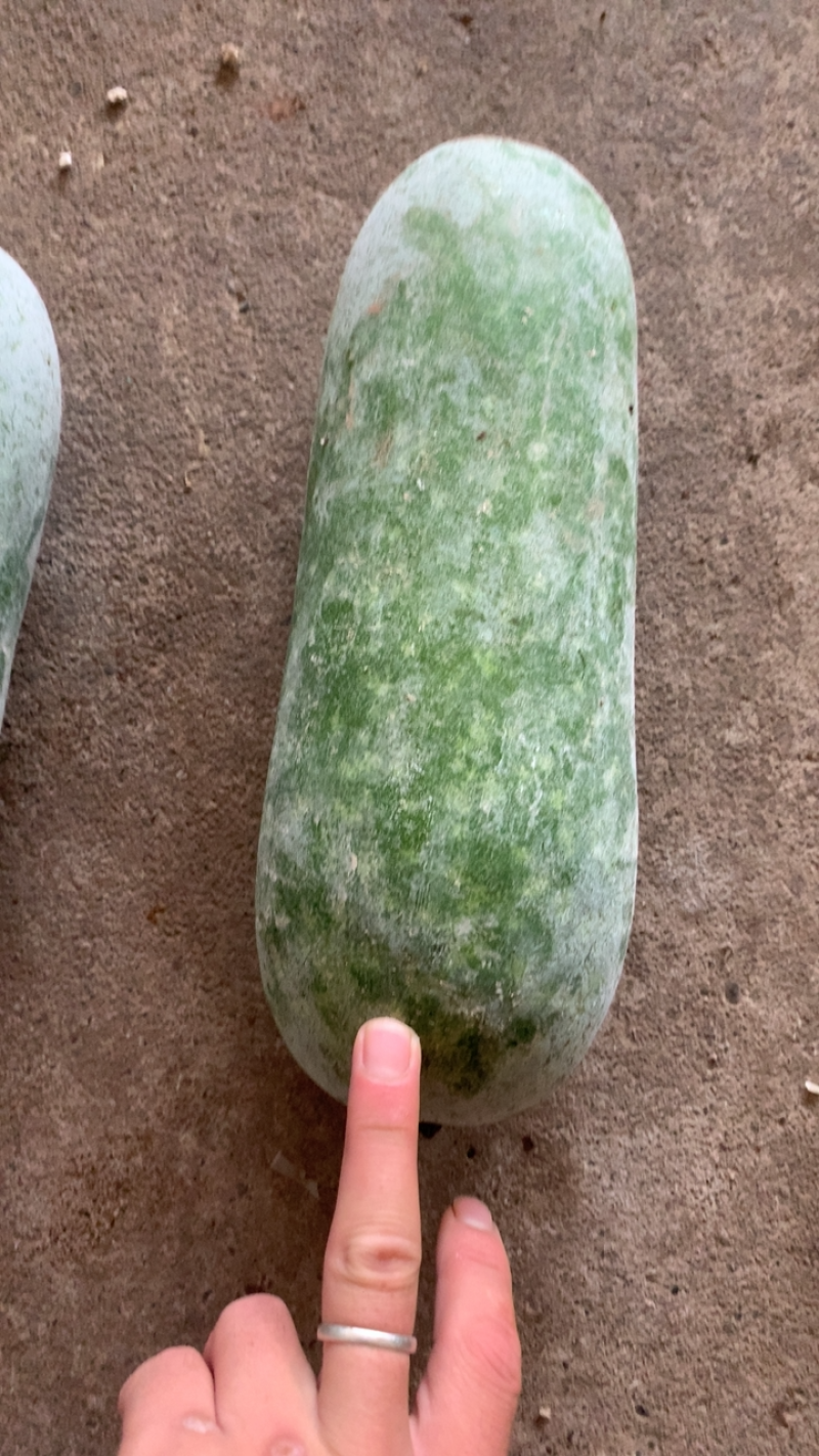 米冬瓜