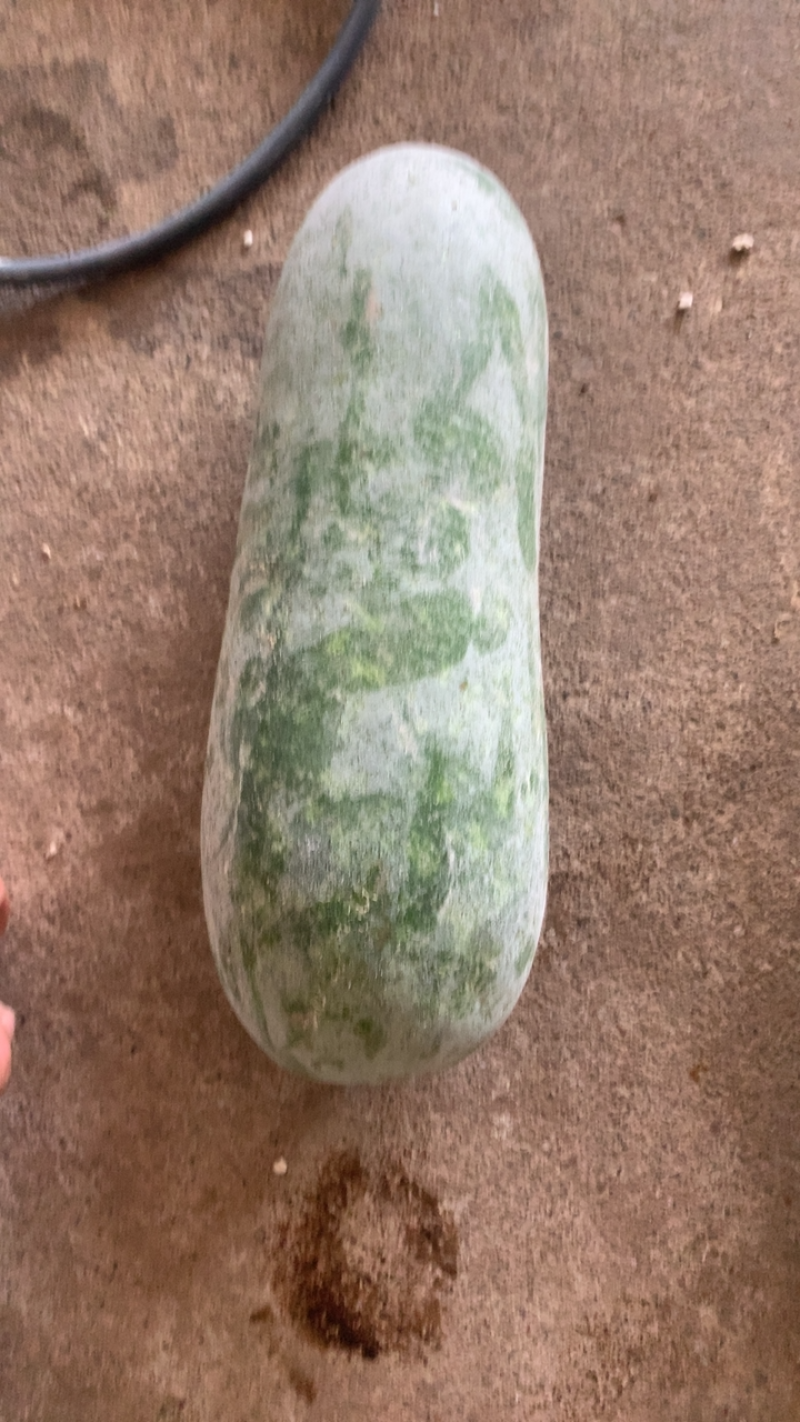 米冬瓜