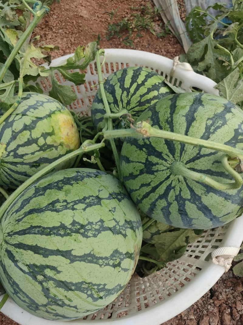 大棚西瓜