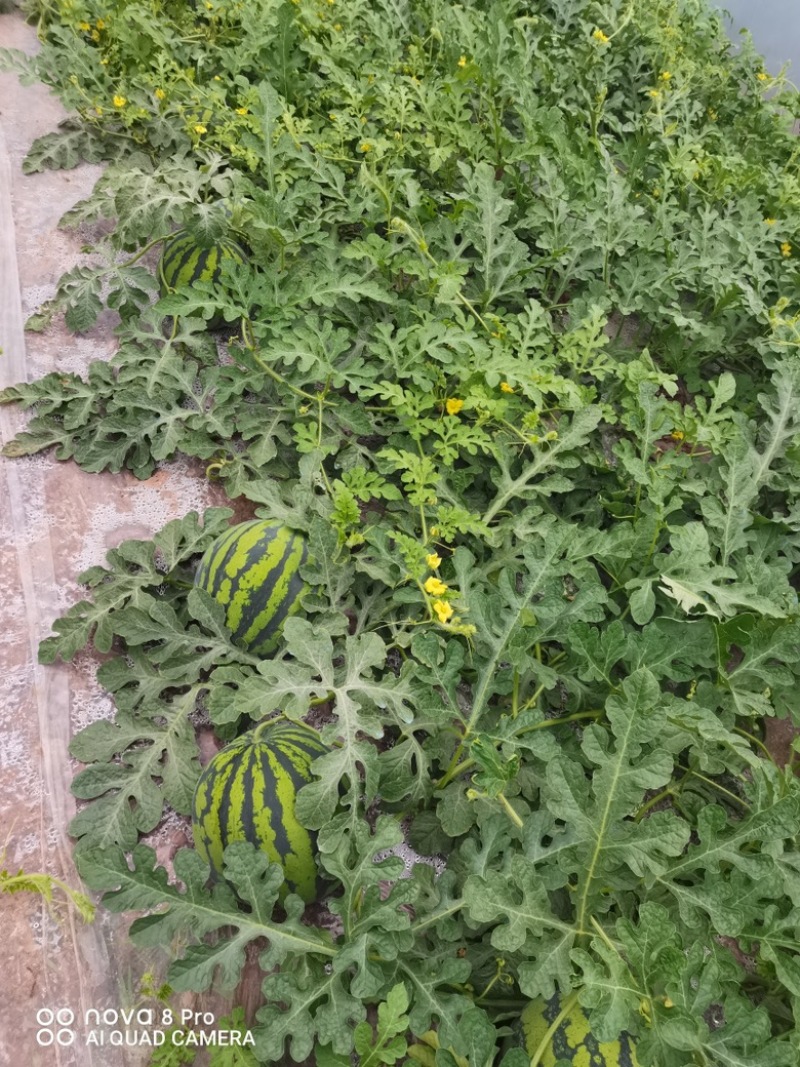 一茬无籽美都