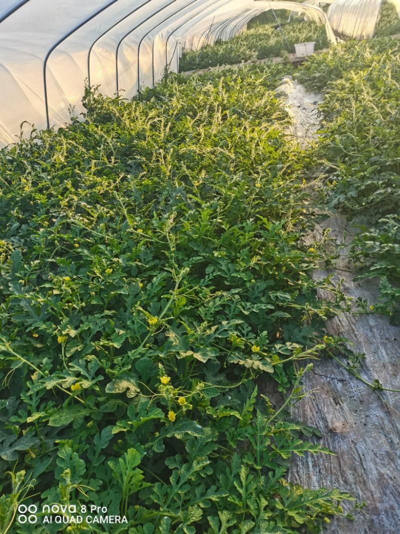 一茬无籽美都