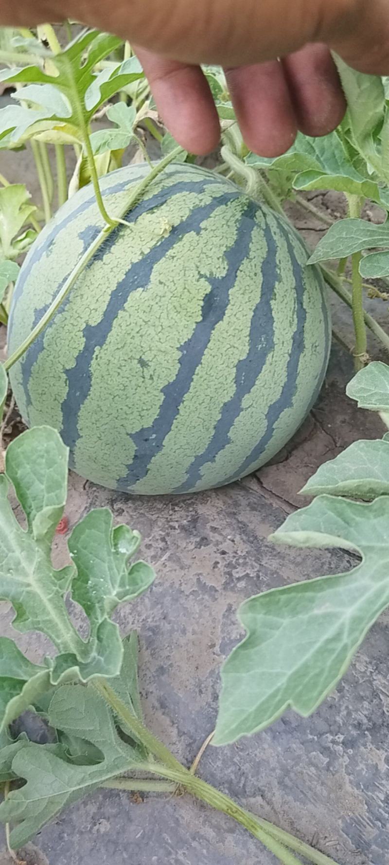 自家西瓜