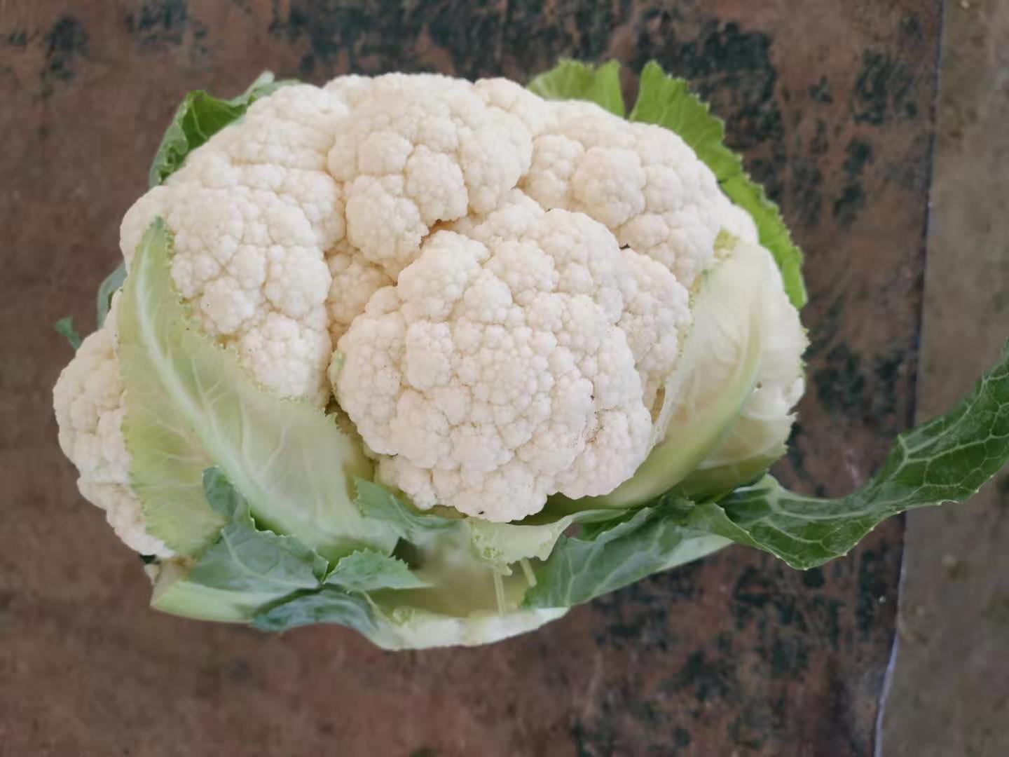 菜花健康花球对比图
