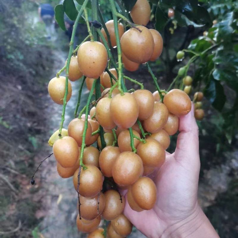广西黑金刚黑黄皮口感不错满意100分