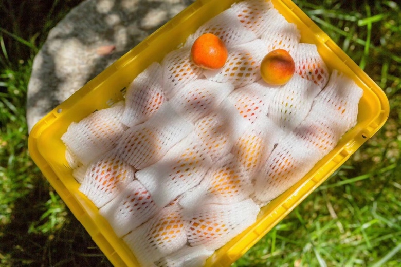 吊干杏晾晒过程