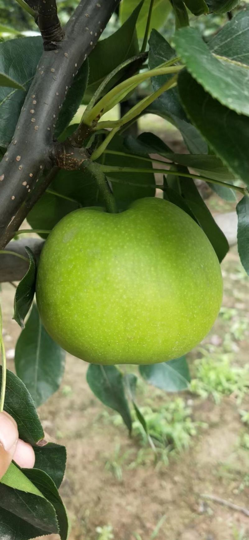 精品苏脆一号梨，翠冠梨518梨供应电商，各大水果交易市场
