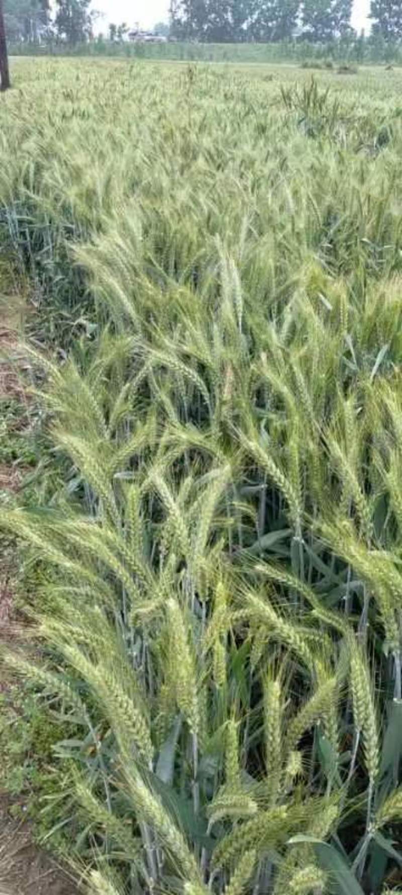 超大穂小麦，连续三年亩产2000多斤抗旱抗冻抗病能力超强