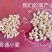 超大穂小麦，连续三年亩产2000多斤抗旱抗冻抗病能力超强