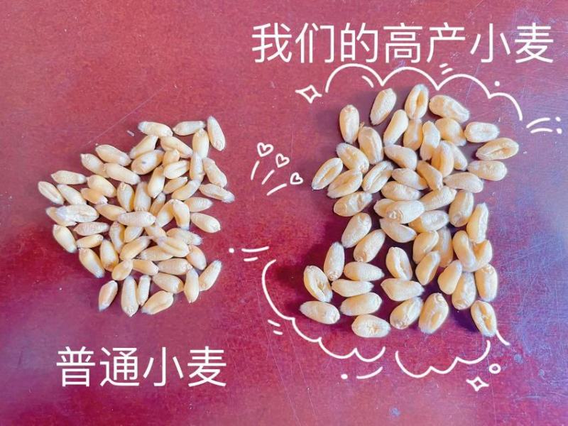 超大穂小麦，连续三年亩产2000多斤抗旱抗冻抗病能力超强