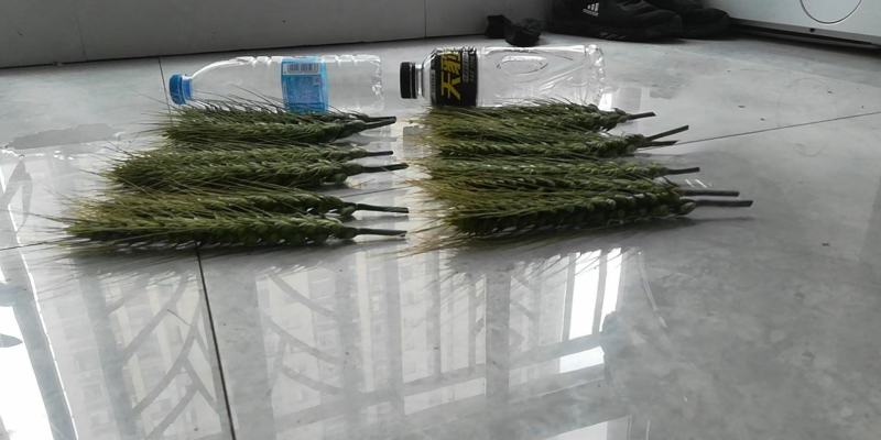 超大穂小麦，连续三年亩产2000多斤抗旱抗冻抗病能力超强