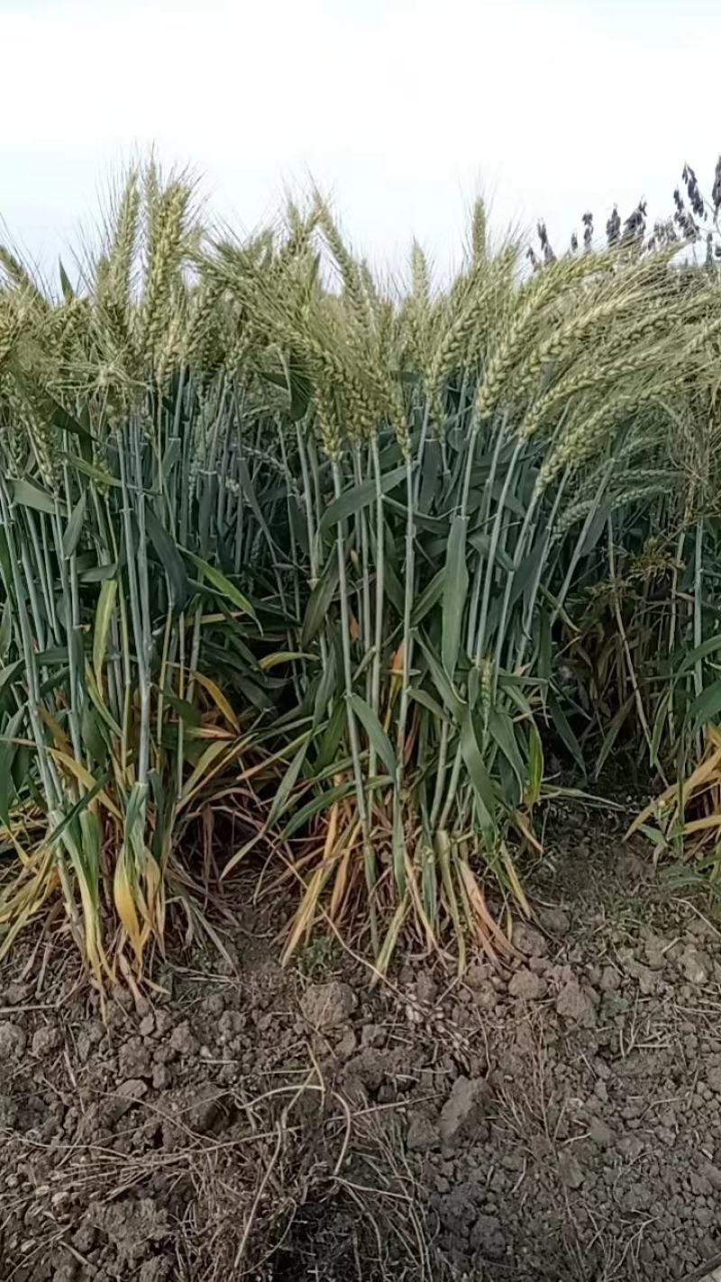 矮杆超大穂小麦