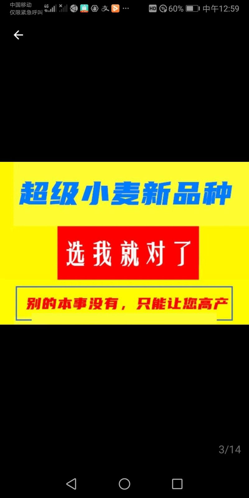 矮杆超大穂小麦连续三年亩产2000多斤抗旱抗冻抗病能力超强