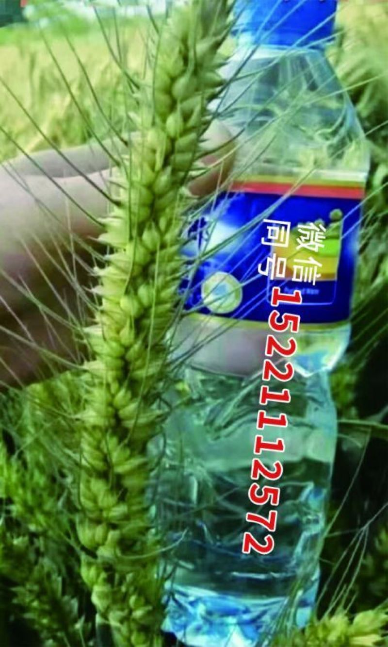 矮杆超大穂小麦连续三年亩产2000多斤抗旱抗冻抗病能力超强