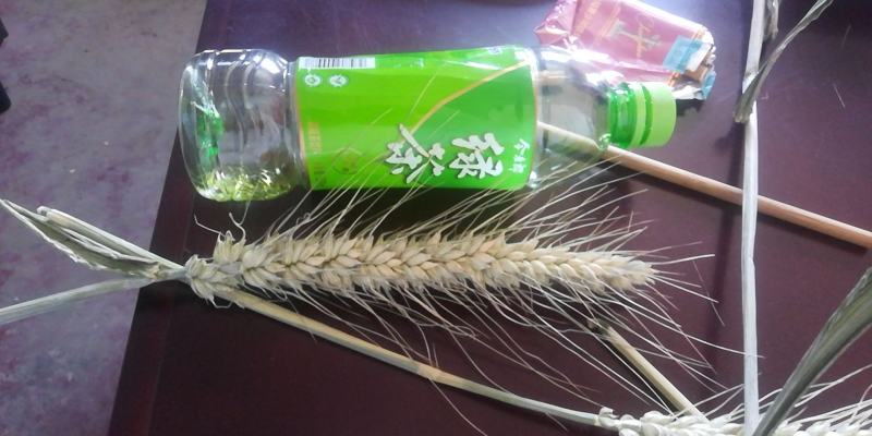 矮杆超大穂小麦连续三年亩产2000多斤抗旱抗冻抗病能力超强