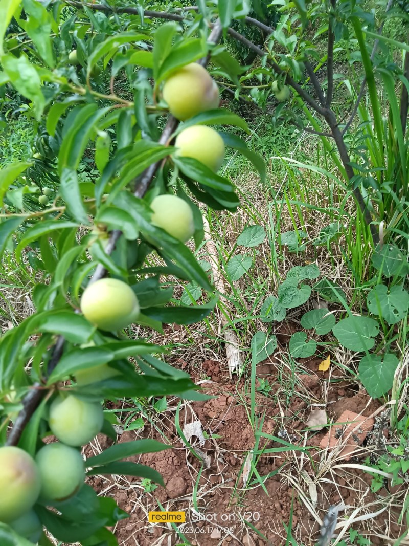 半边红，颜色好，味道甜。脆而亮。