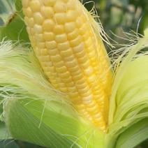 甜玉米水果玉米糯玉米，保质保量，欢迎到产地考察。