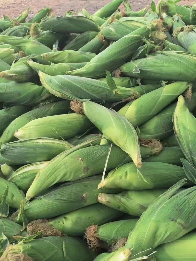 【推荐】辽宁省新民市精品粘玉米糯玉米正式上市一手货源
