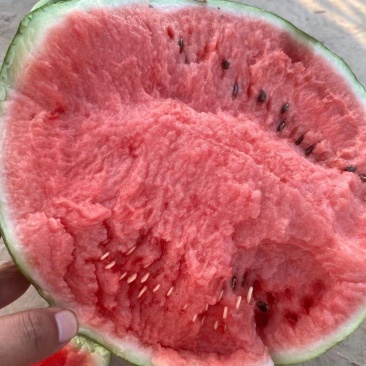 嘉年华精品瓜