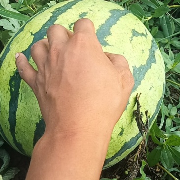 西瓜大西瓜
