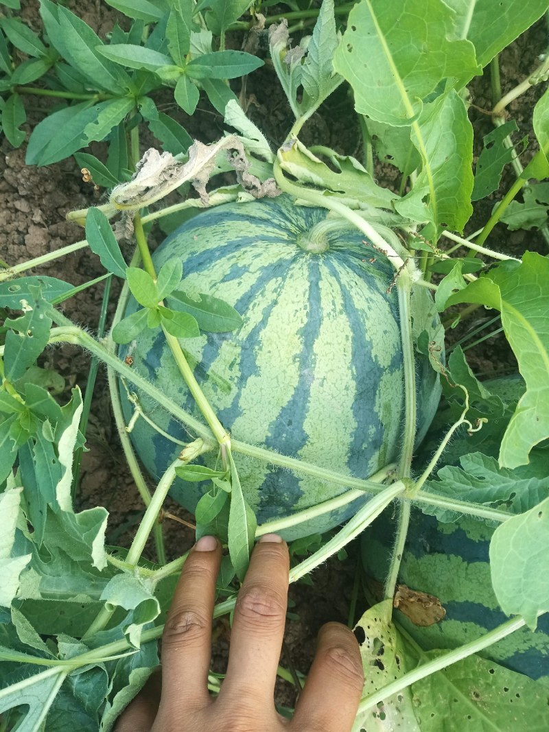 西瓜大西瓜