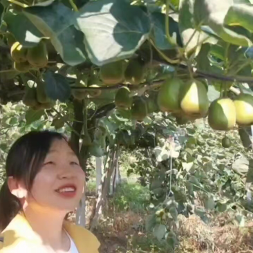 猕猴桃🥝