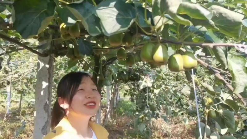 猕猴桃🥝