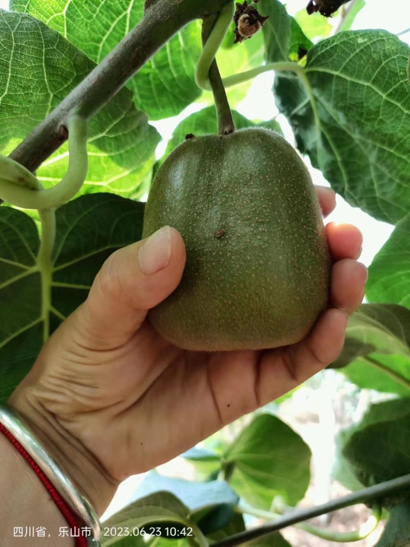 猕猴桃🥝