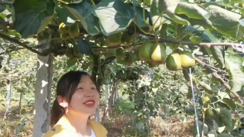 猕猴桃🥝