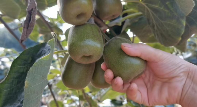 猕猴桃🥝