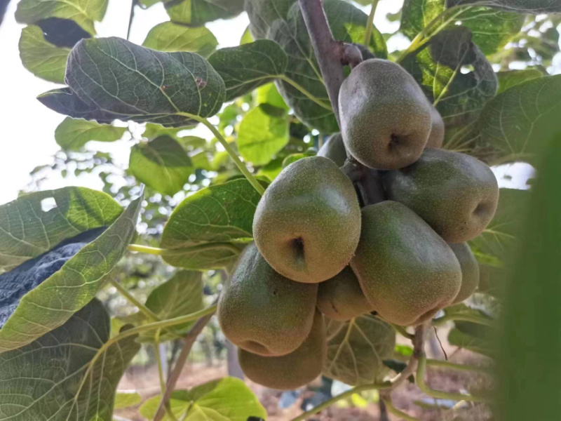 猕猴桃🥝
