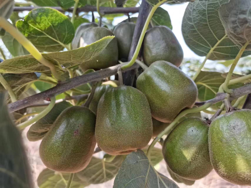 猕猴桃🥝
